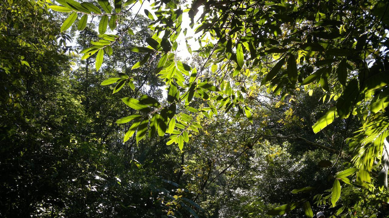 Junglez Eco Hostel Guarau Zewnętrze zdjęcie